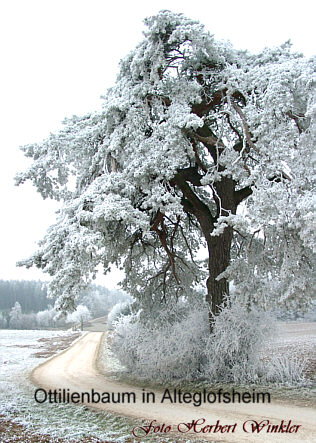Ottilienfhre- Baum Alteglofsheim im Winter