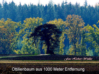 Ottilienbaum- Ottilienfhre Alteglofsheim