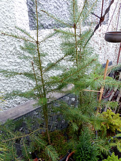 Winkler Bumchen Tannen